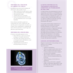 Spanish  Oral, Head and Neck Cancer Patient Information Pamphlet (100-Pack) - Cancer de la cabeza, el cuello y la boca
